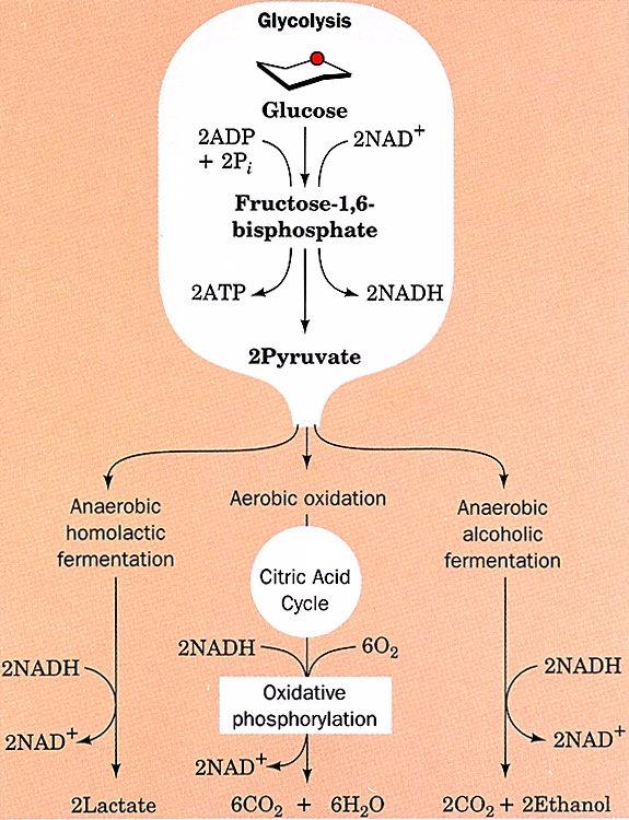 Fates of Pyruvate: Aerobic and anaerobic pathways Lactic acid and alcohol fermentation Both processes regenerate NAD + to allow continued glycolysis.
