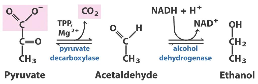 glucose oxidation to pyruvate. Major pathways of glucose utilization Problem that needs to be solved: NAD + has to be regenerated to allow continued glycolysis. Solution: Reduce pyruvate, e.g. to lactate or ethanol, using the NADH that was generated during glycolysis.