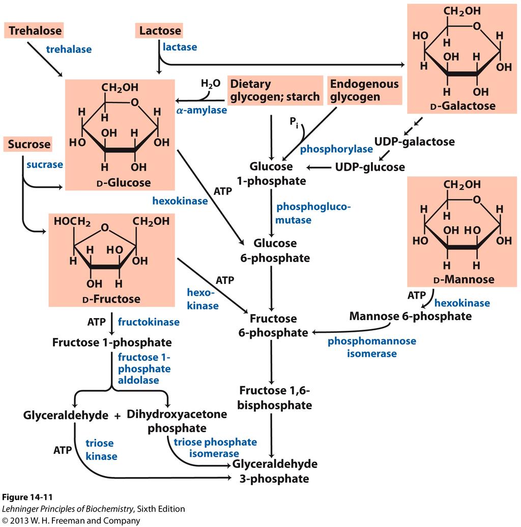 Feeder pathways (convergence) Fructose catabolism liver muscle, kidney glycerol triacylglycerides Figure 14-11 glycerol-3-phosphate phospholipids 1 Galactose