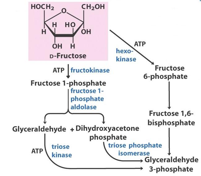 Galactose-1-P is exchanged for glucose-1- P of UDP-glucose (a sugar-nucleotide).