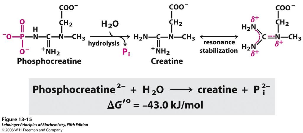 Hydrolysis of phosphocreatine ATP can provide energy by group transfer even when there is no net transfer of P Derivation of energy from ATP hydrolysis generally involves covalent participation of