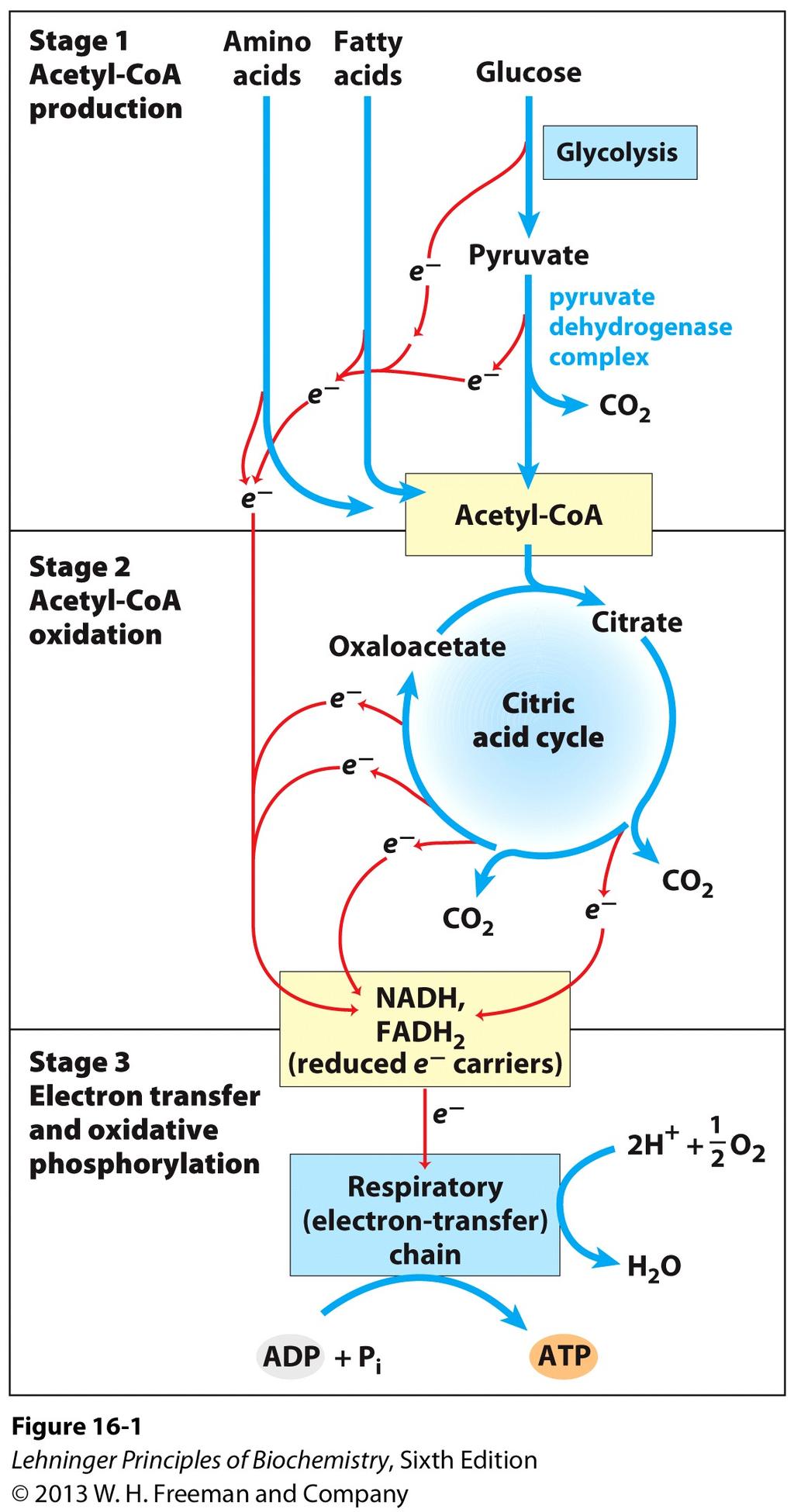 Catabolic pathways converge, anabolic pathways diverge Three stages of cellular respiration Glycolysis splits sugars and partially oxidizes the products, generating substrates for complete oxidation