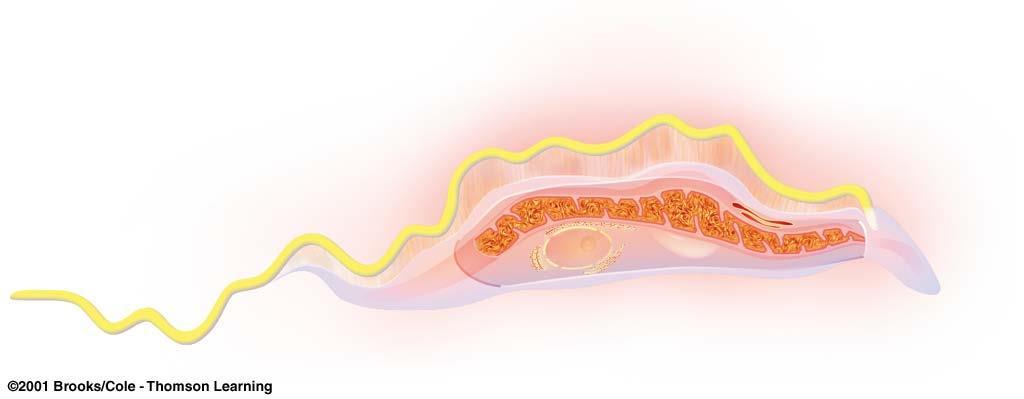 Trypanosomes (Kinetoplastids) undulating membrane mitochondrion basal body of flagellum free