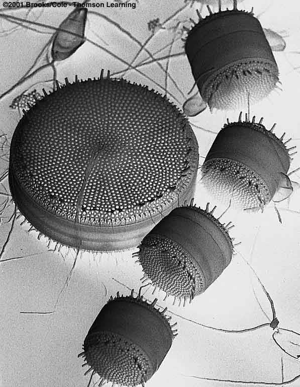 Major component of the phytoplankton Diatoms Silica shell of two overlapping