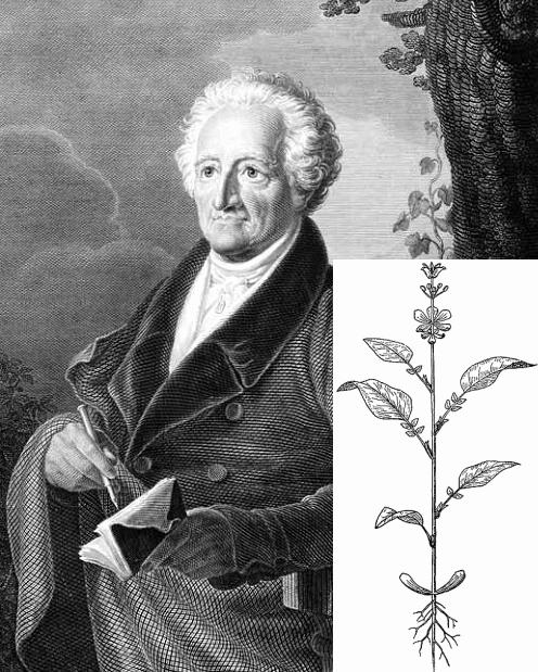 Goethe s primary plant Famous Germat poet and writer Johann Wolfgang Goethe is also a founder of