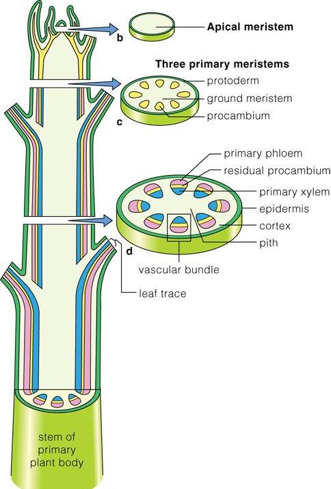 Stem and shoot Origin of vascular bundles Anatomy of the primary stem