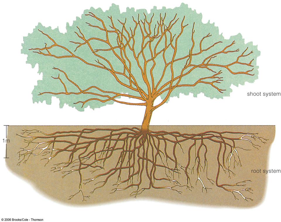 Root Root system and shoot system Root morphology Shipunov
