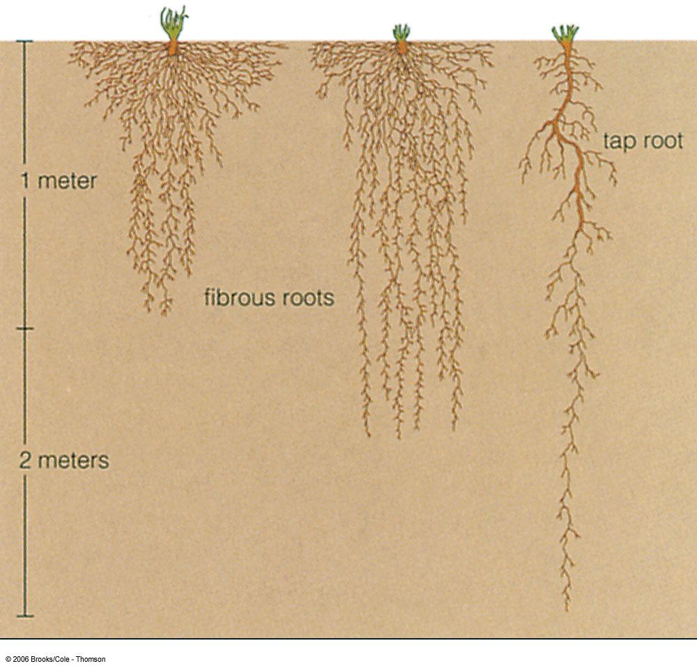 Root Fibrous and tap root systems Root morphology Shipunov