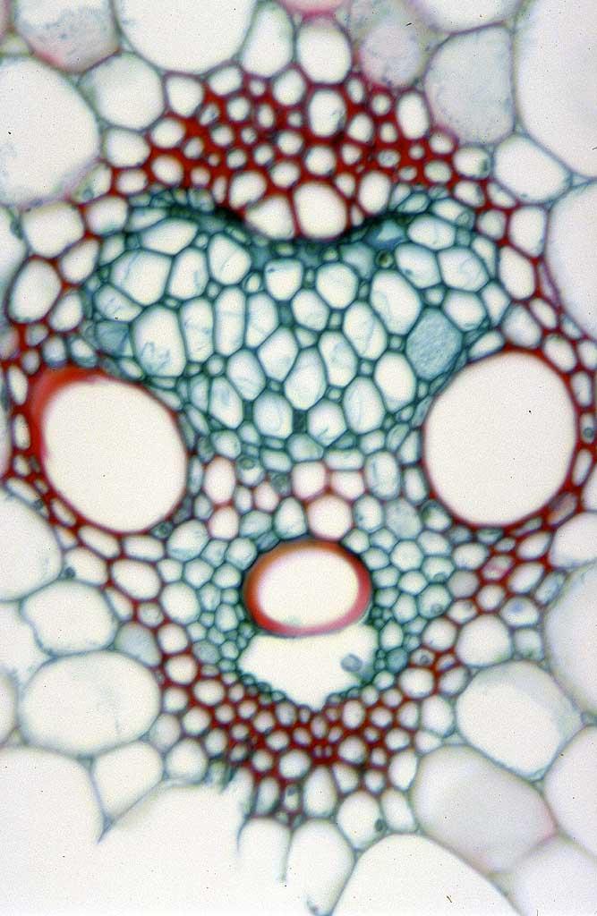 Stem and shoot Vascular bundle (monocot) Anatomy of the primary stem Corn (Zea mays) mature stem cross-section showing