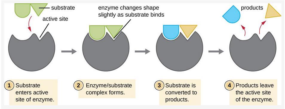 3. Re-teach Notes Explain the Structure and Function of Enzymes 1. Enzymes are.