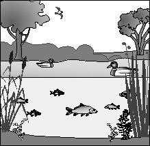 9. Look at the picture of the pond ecosystem. What are some populations in this ecosystem?