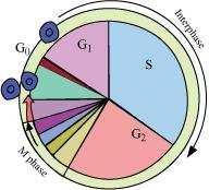 Class XI Chapter 10- Cell Cycle and Cell Division Biology G 1 phase It is the stage during which the cell grows and prepares its DNA for replication. In this phase, the cell is metabolically active.