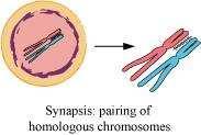 Class XI Chapter 10- Cell Cycle and Cell Division Biology Question 6: Name the stage of cell cycle at which one of the following events occur: (i) Chromosomes are moved to spindle equator (ii)