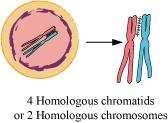 (c) Chiasmata Chiasmata is the site where two sister chromatids have crossed over. It represents the site of cross-over. It is formed during the diplotene stage of prophase I of meiosis.