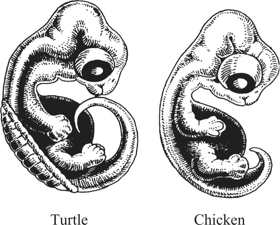 30. The drawings below show a turtle embryo and a chicken embryo. Which of the following statements is supported by the similarities between these embryos? A.
