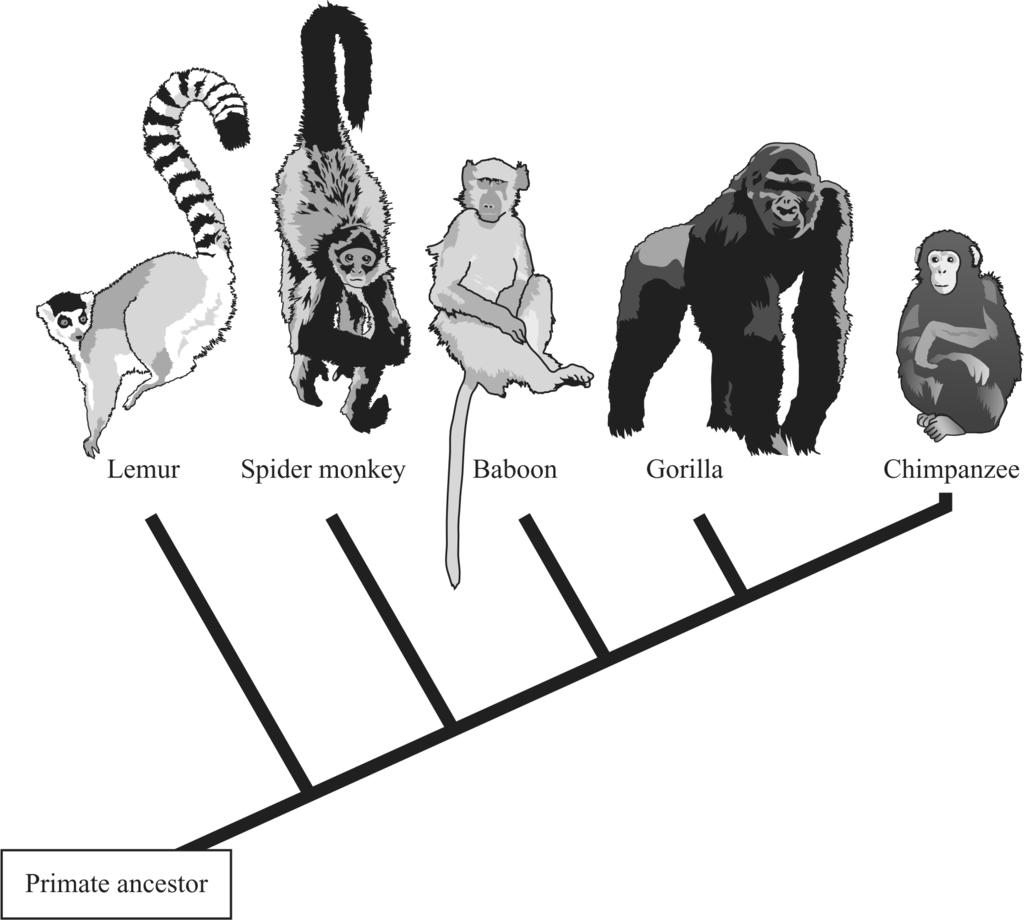 31. The diagram below shows the evolutionary relationship of several primates. Based on the diagram, which of the following statements is true? A.