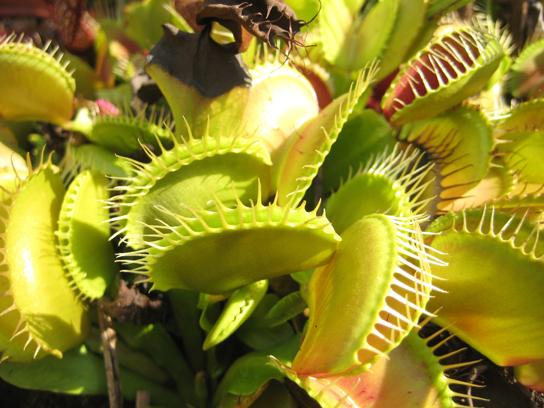 OpenStax-CNX module: m44718 12 5 Insectivorous Plants An insectivorous plant has specialized leaves to attract and digest insects.