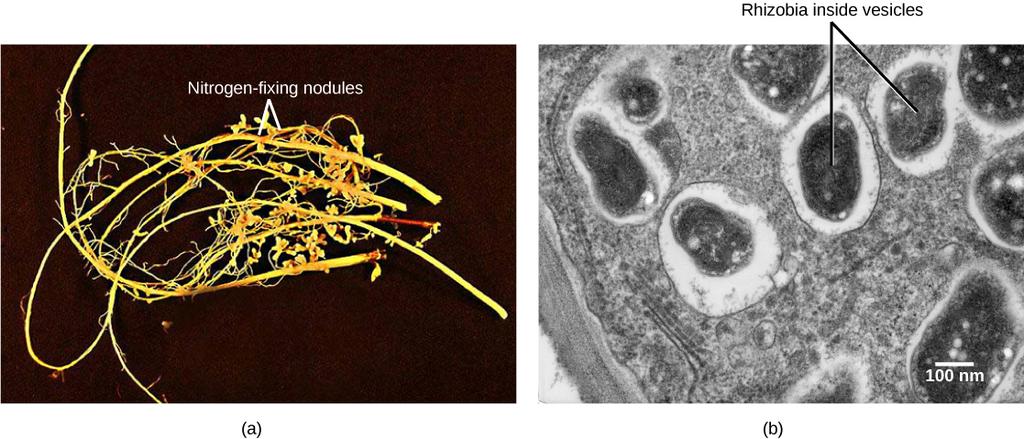 OpenStax-CNX module: m44718 4 Figure 1: Soybean roots contain (a) nitrogen-xing nodules. Cells within the nodules are infected with Bradyrhyzobium japonicum, a rhizobia or root-loving bacterium.