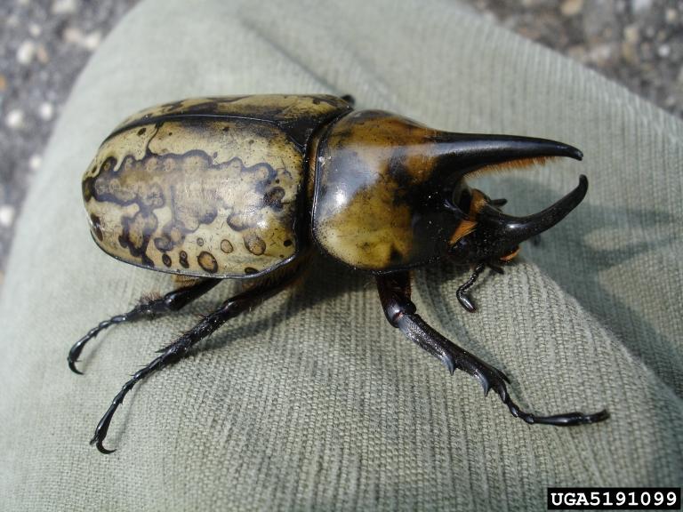 The eastern Hercules beetle is the largest beetle found in North Carolina species on the planet. In the U.S.