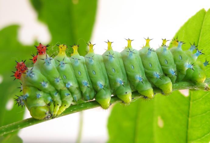 1st Instar Eggs Adult Pupa Egg Incomplete Metamorphosis 2nd Instar Complete Metamorphosis Adult 1st Instar Larva 3rd Instar 3rd Instar Larva 4th Instar 2nd Instar Larva All insects begin their life