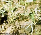 Neelidae Collembolan pests! The Lucerne Flea Sminthurus viridis In Australia: Invasive sp. From N.
