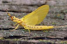 Order: Ephemeroptera (Mayflies) Ephemeros - short-lived, pteron - wing adults do not eat.