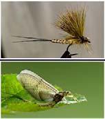 terminal filament Ecology Immature & adult mayflies are an important part of food web