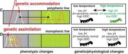 (A) Changes in the mean coloration of heat-shocked larvae in response to selection for