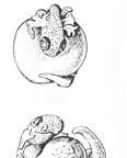 the egg stage and hatching as fully formed juvenile adults.