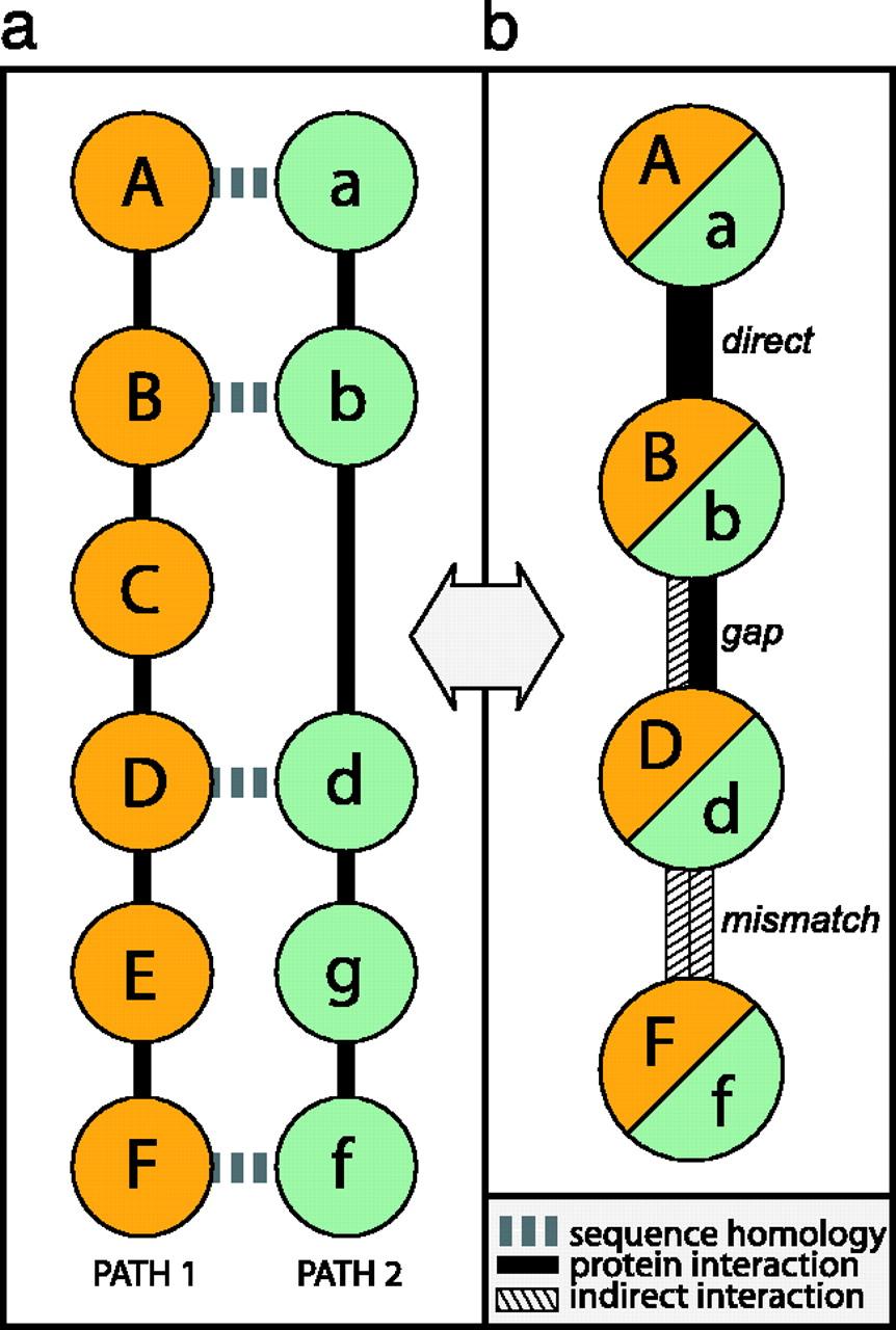 PathBLAST Alignment Graph Nodes correspond to homologous pairs (A, a) where A is from one species, and a is from the other. Edges come in 3 types: Direct.