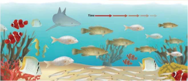 Managing Evolving Fish Stocks Evolutionary impact assessment is a framework for quantifying the effects of