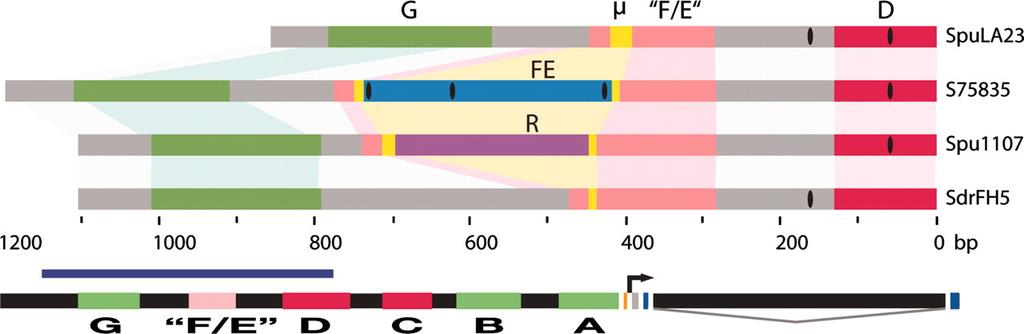 Inserted sequences Out of 70 individuals (140 alleles), 2 alleles were much longer than the other samples One was an unrelated sequence (Spu1107) One was similar to the F and E