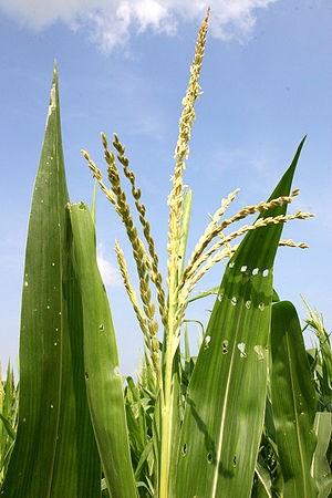 Hybrid corn?