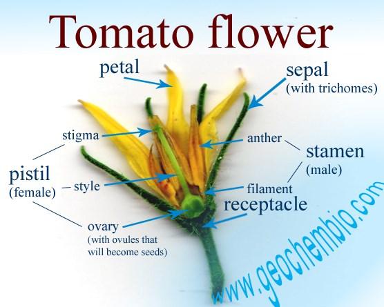 In tomatoes, for example, each flower contains both male and female reproductive structures, so one flower can fertilize itself this would not