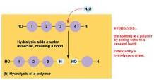 Chemosynthetic organisms capture free energy from small inorganic molecules present in their environment, and this