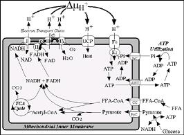 In cellular respiration the terminal electron acceptor is oxygen. 2. In photosynthesis, the terminal electron acceptor is NADP+. 3.