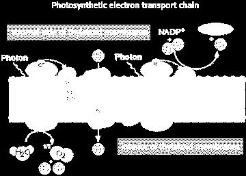 Some photosynthetic bacteria utilize cyclic electron pathway only; pathway probably evolved early. 7. Need more ATP than NADPH for Calvin Cycle. 8.
