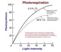 In C 3 plants, O 2 competes with CO 2 for the active site of rubisco. C. Called "photorespiration" since oxygen is taken up and CO 2 is produced.