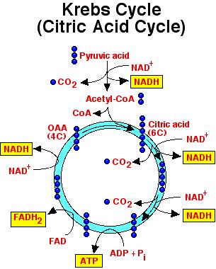 Acetyl CoA combines with Oxaloacetate (forming citric acid) E.