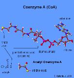 Coenzyme A( B vitamin derivative) attaches to acetate making it very
