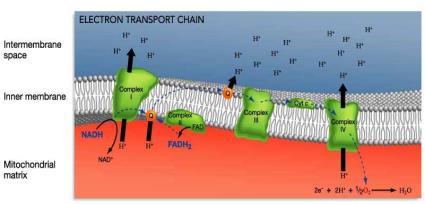 Electron Transport Chain D.