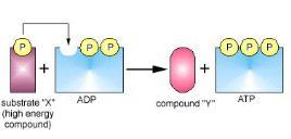 Channel proteins that also serve as enzymes for ATP synthesis 2.
