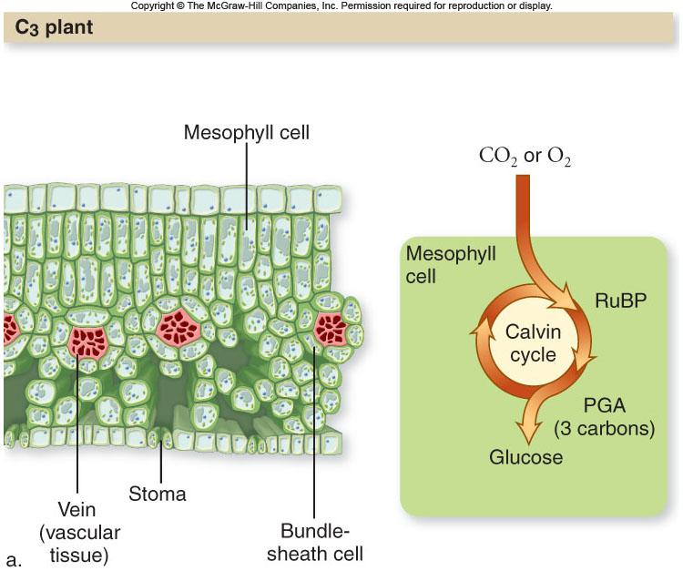 C3, C4, and CAM, huh? All plants use the Calvin cycle (C3 pathway) to make glucose. C3 plants use only the Calvin cycle.