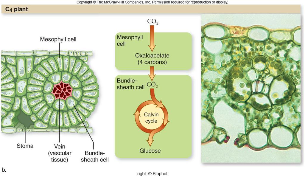 So C4 plants, add a new preliminary step and a new cell type to separate carbon fixation from the light reactions.
