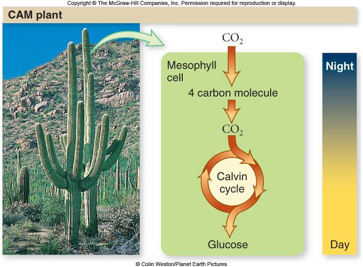 And what s this CAM thing? CAM plants (crassulacean acid metabolism) do it a different way. They... Only open stomata at night to admit CO2 and fix carbon as malate. This is stored in a vacuole.