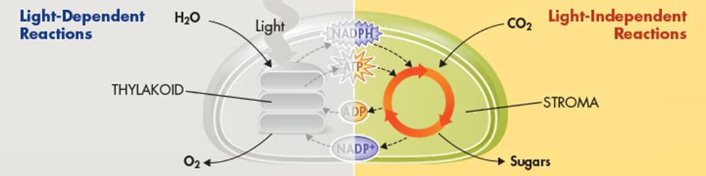 2. Light-independent reactions-no light required Also called the Calvin Cycle Calvin Cycle- a series of reactions that produces the organic molecule (carbohydrates).