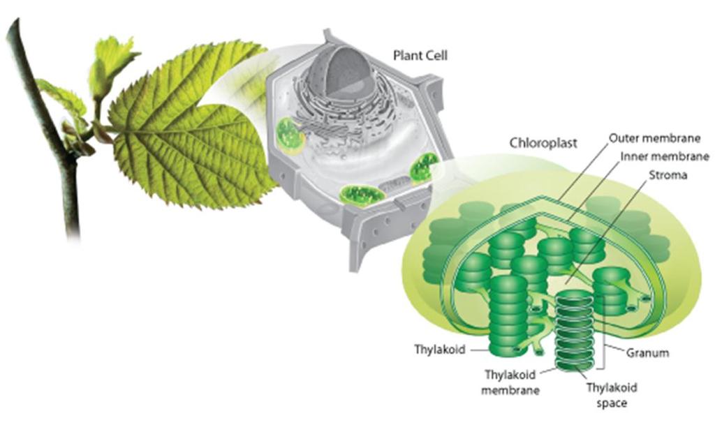 The Chloroplast Structure Grana - Stacks of