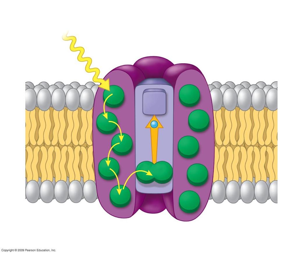Thylakoid membrane Photosystem Photon Light-harvesting complexes Reaction center complex