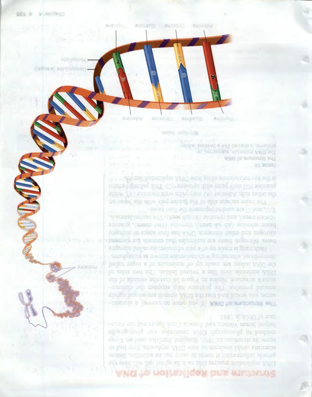 Structure.Clnd Replication of DNA DNA replication ensures that each daughter cell will have the genetic information it needs to carry out its activities.