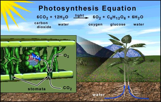 PHOTOSYNTHESIS What affects photosynthesis?